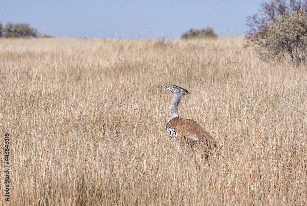 Kori Bustard