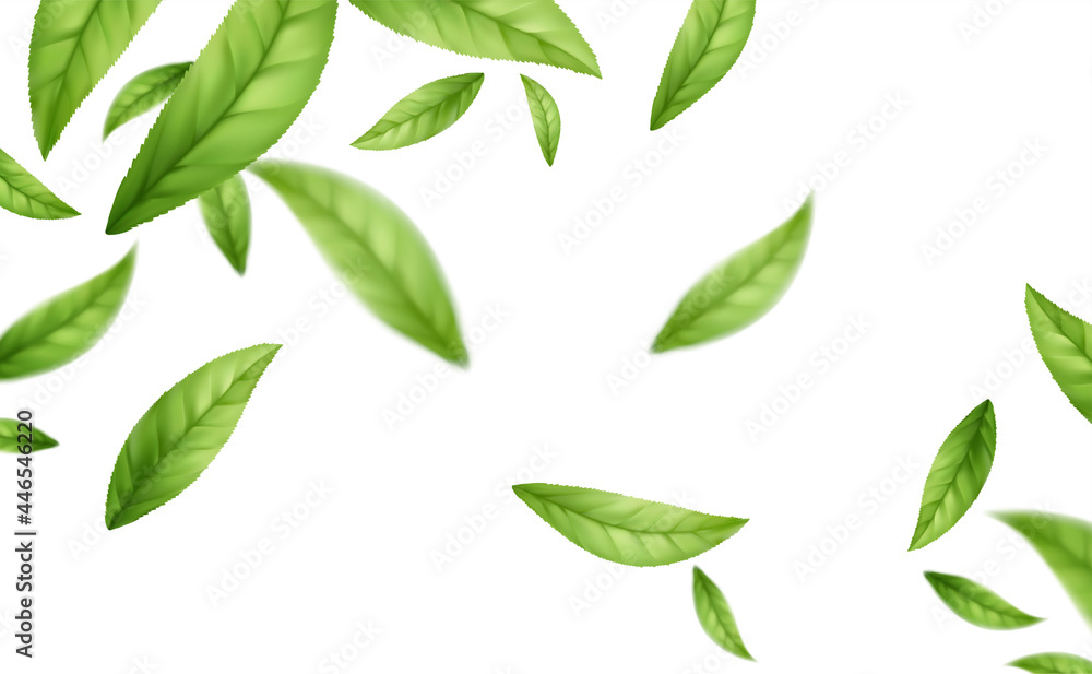 Realistic flying falling green tea leaves isolated on white background. Background with flying green spring leaves. Vector illustration Realistic flying falling green tea leaves isolated on white background. Background with flying green spring leaves. Vector illustration
