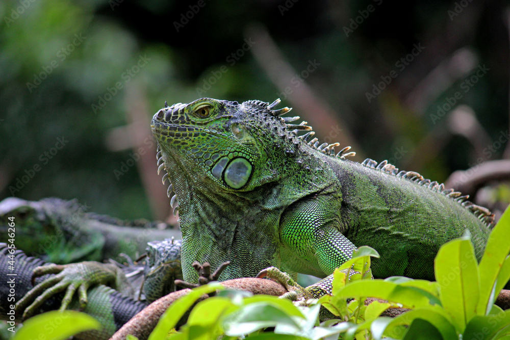 Fototapeta premium Chiapas iguana in a zoo