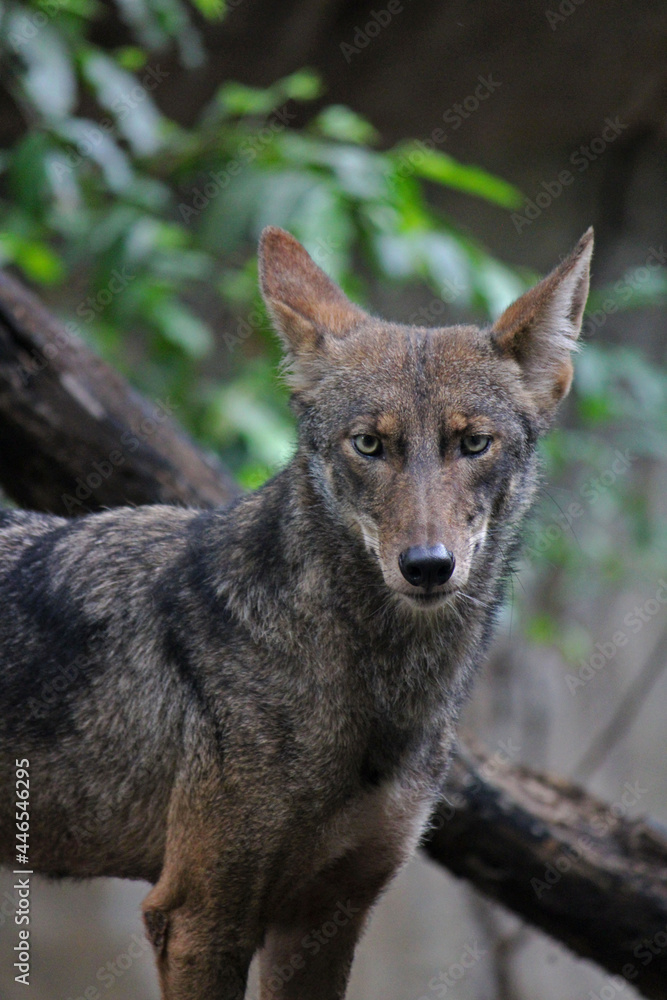 Fototapeta premium Mexican coyote in a zoo in Chiapas
