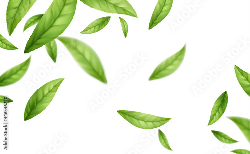 Realistic flying falling green tea leaves isolated on white background. Background with flying green spring leaves. Vector illustration