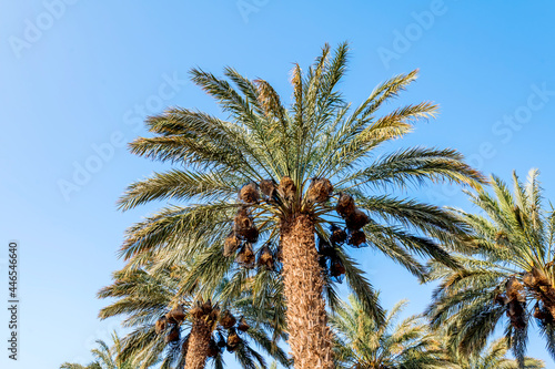 Palm tree and bunch of ripening dates fruit protected in plastic sacks