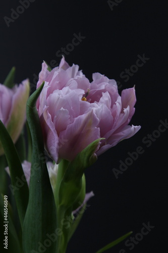 핑크색 튤립 꽃사진