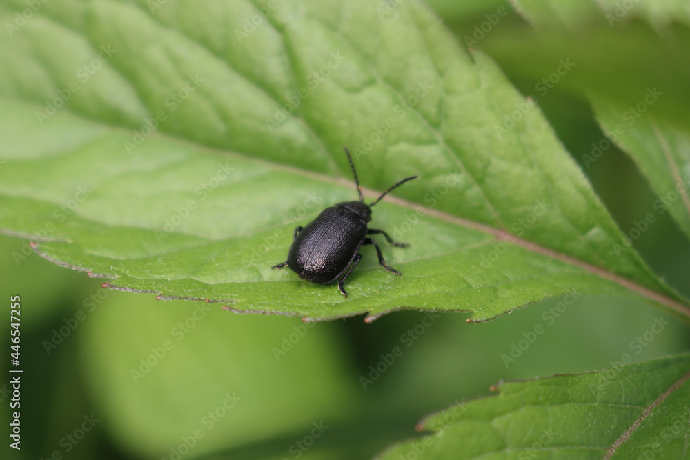 Close-up of Ablattaria laevigata. Black insect on a green leaf Close-up of Ablattaria laevigata. Black insect on a green leaf