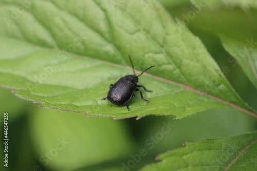 Close-up of Ablattaria laevigata. Black insect on a green leaf © saratm
