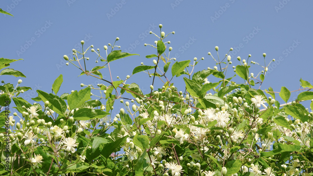 white wild clematis against the blue sky. Background white wild clematis against the blue sky. Background