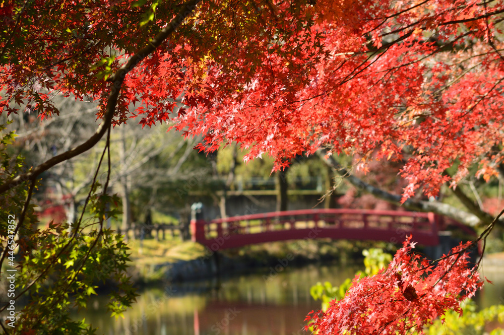 Autumn in the park with a red bridge where morning light passes through the leaves of the trees