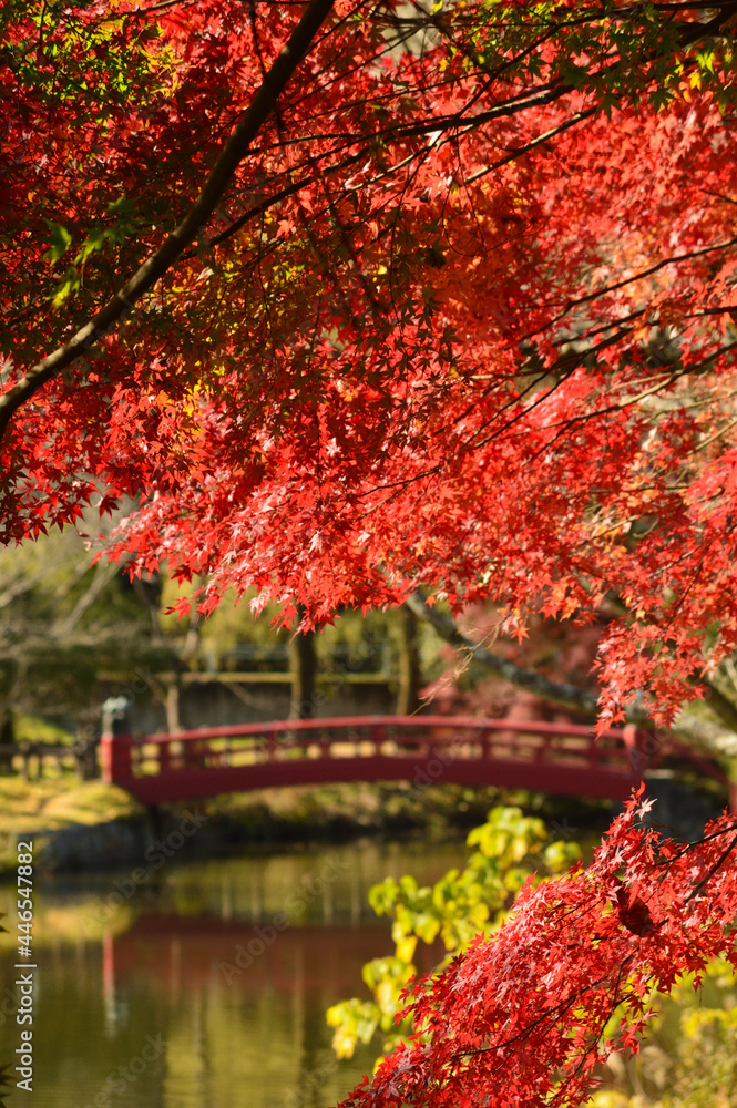 Autumn in the park with a red bridge where morning light passes through the leaves of the trees Autumn in the park with a red bridge where morning light passes through the leaves of the trees
