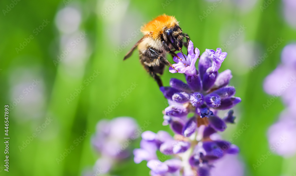 Working bee on lavender flower in summer garden. Gardening and summer vacation concept Working bee on lavender flower in summer garden. Gardening and summer vacation concept