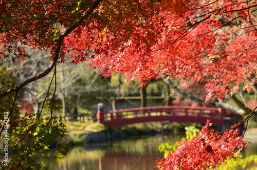 Autumn in the park with a red bridge where morning light passes through the leaves of the trees