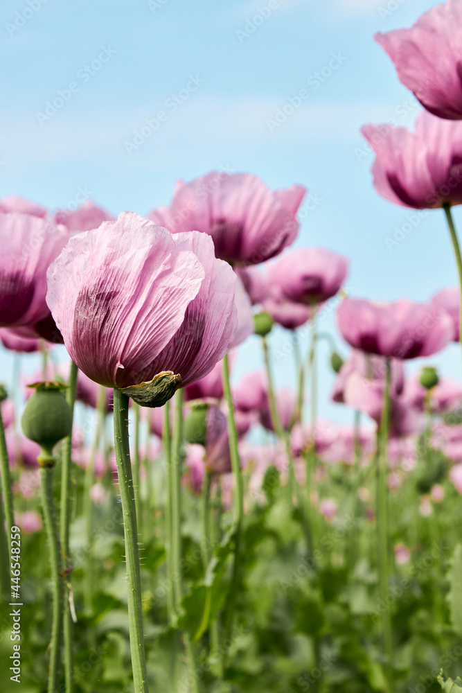 A field of blooming purple poppies. A beautiful photo for a postcard. Summer landscape. Vertical photo. A field of blooming purple poppies. A beautiful photo for a postcard. Summer landscape. Vertical photo.