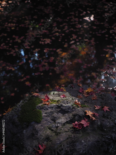 岩の上に落ちている紅葉