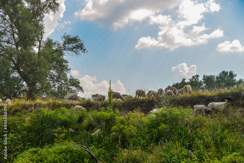 a series of wild sheep and goats graze on the edge of a cliff near the river.