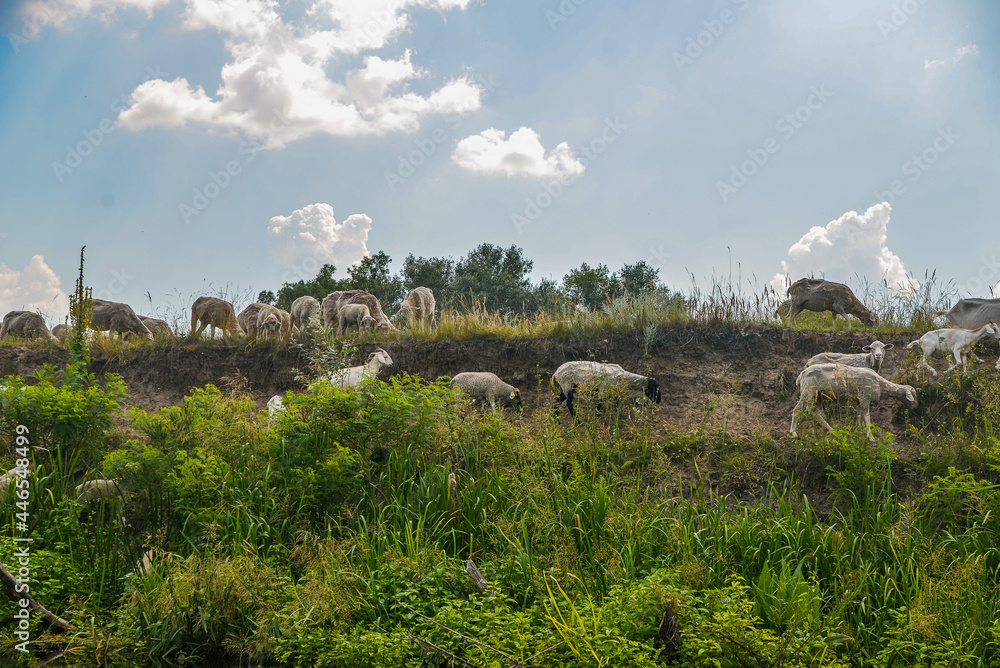 Fototapeta premium a series of wild sheep and goats graze on the edge of a cliff near the river.
