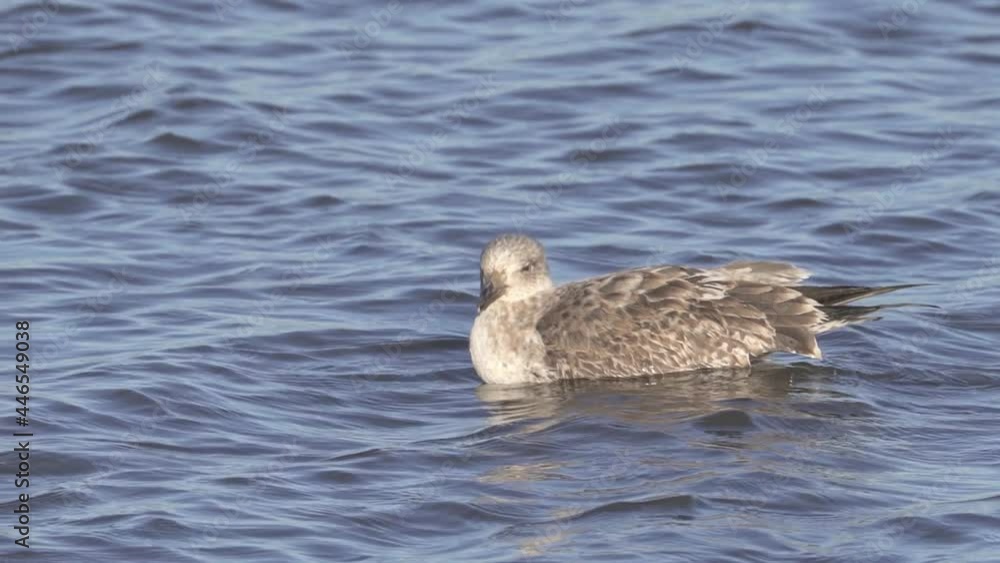 Juvenile Kelp Gull (Larus dominicanus) on the surface of the water. Dominican gull drifting gently on secluded water. Juvenile Kelp Gull (Larus dominicanus) on the surface of the water. Dominican gull drifting gently on secluded water.