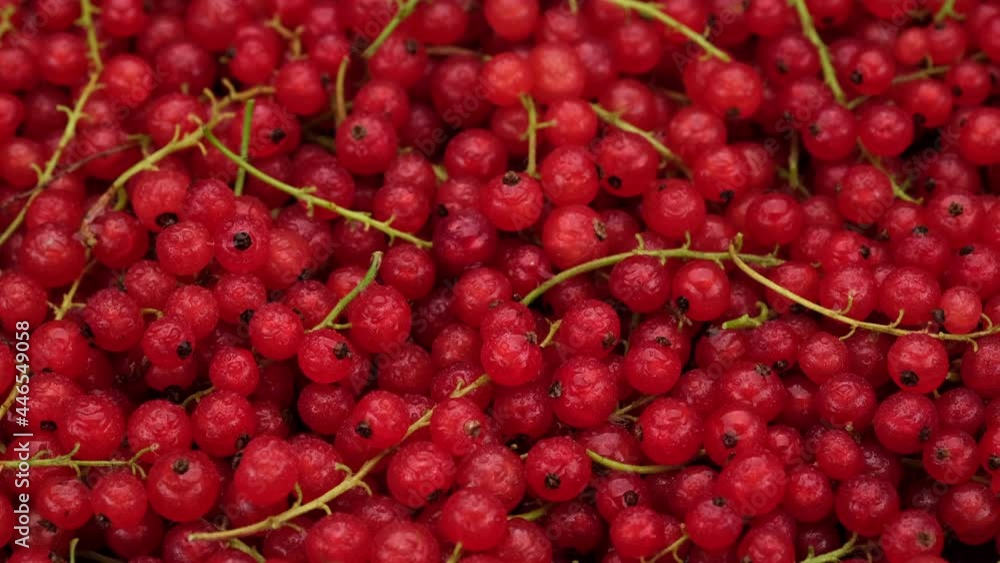 Ribes rubrum top view, rotation. Fresh summer berry. 4K UHD video Ribes rubrum top view, rotation. Fresh summer berry. 4K UHD video