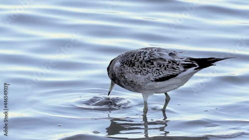 Olrog's Gull (Larus atlanticus) walks through mirror blue shallow water. Close-up view of a bird searching for food and then eating it. photo