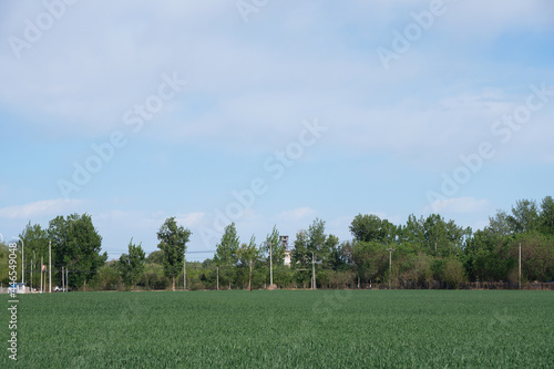 Rural wheat fields in early summer