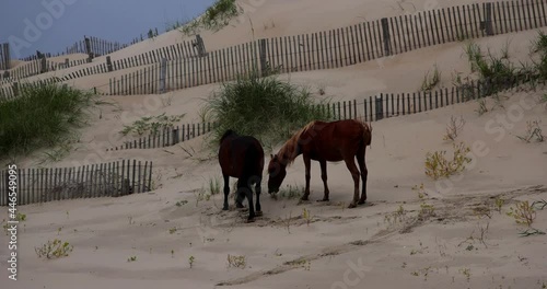 Pair of wild horses feeding on grass growing in sand dunes of the Outer Banks in North Carolina. OBX horses on beach near Corolla and Carova, NC. Slow motion view of wild mustangs eating. photo