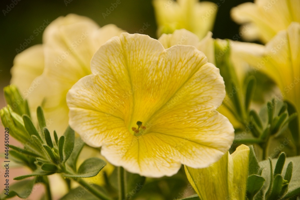 Fototapeta premium Petunien