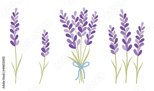Lavender bunch vector illustration. Beautiful lavender bouquet bundle with ribbon vector. photo