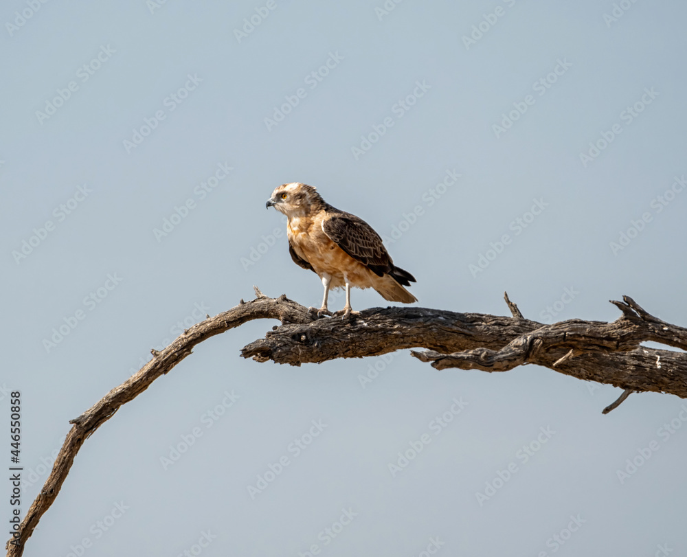 Juvenile Black-chested Snake Eagle Juvenile Black-chested Snake Eagle