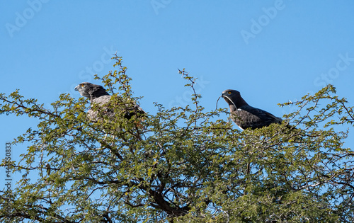 Black-chested Snake Eagles photo