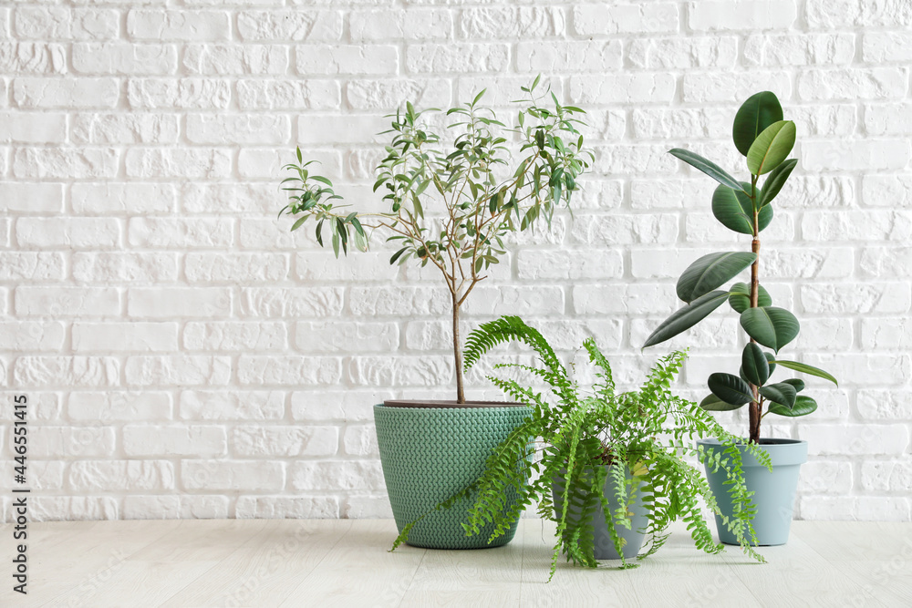 Different houseplants in pots on floor near white brick wall Different houseplants in pots on floor near white brick wall
