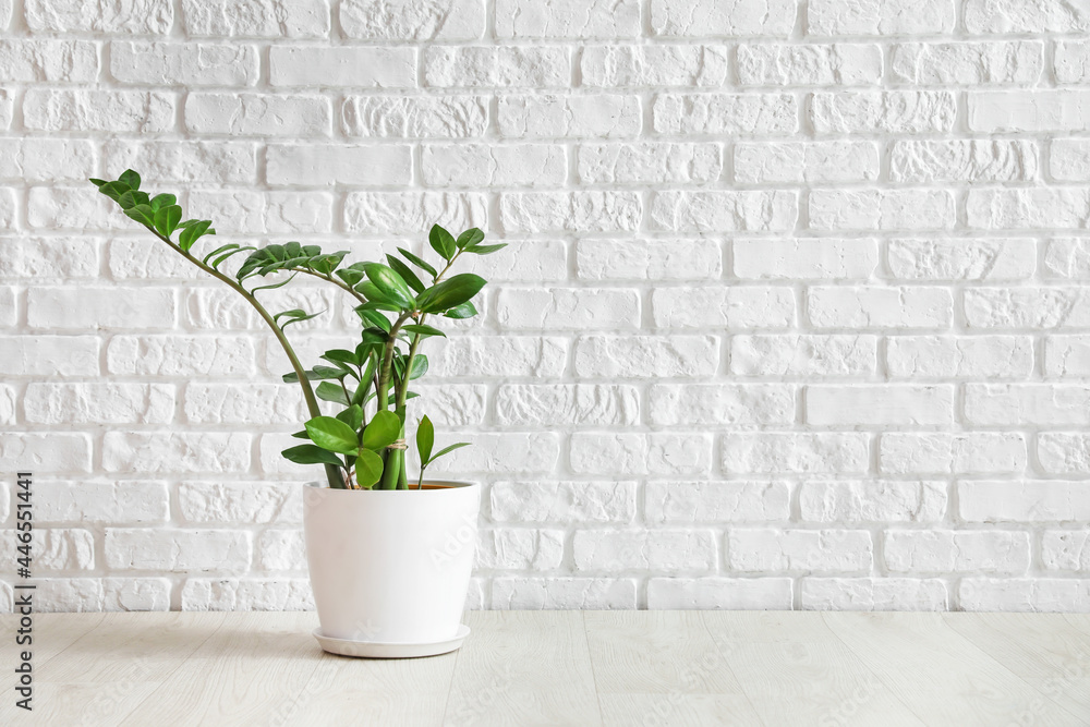 Houseplant in pot on floor near white brick wall Houseplant in pot on floor near white brick wall
