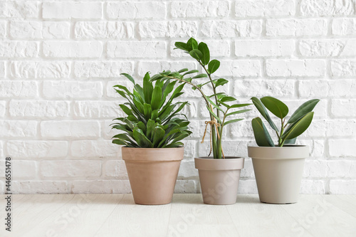 Different houseplants in pots on floor near white brick wall © Pixel-Shot