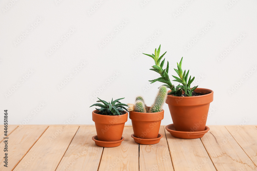 Different houseplants in pots on floor near white wall Different houseplants in pots on floor near white wall