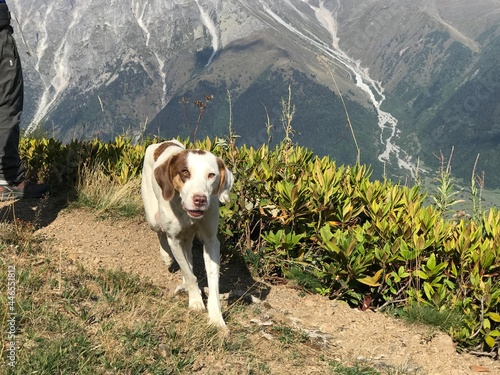 Svaneti, Georgia in September: white dog in high mountains