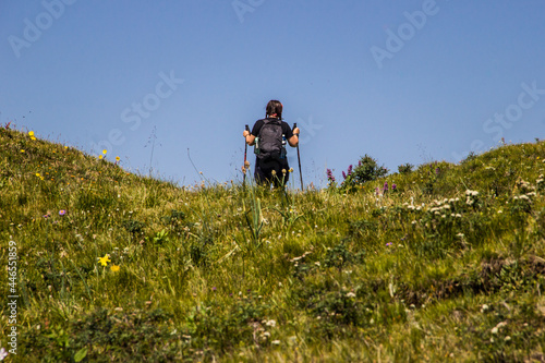 A female with two trekking poles climbing up the grassy on summer during sunny clear day, rear view. Hiking, traveling with backpack, vacation, summer holidays concept. Face not seen.