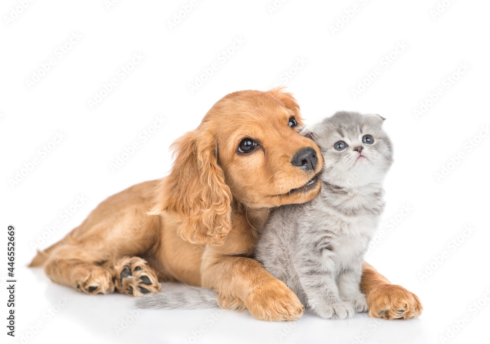 Curious English cocker spaniel puppy dog hugs kitten. Pets look away and up together on empty space. isolated on white background
