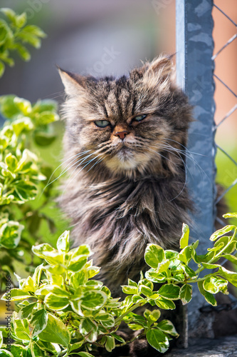 fluffy kitten enjoys the sunny weather in the garden