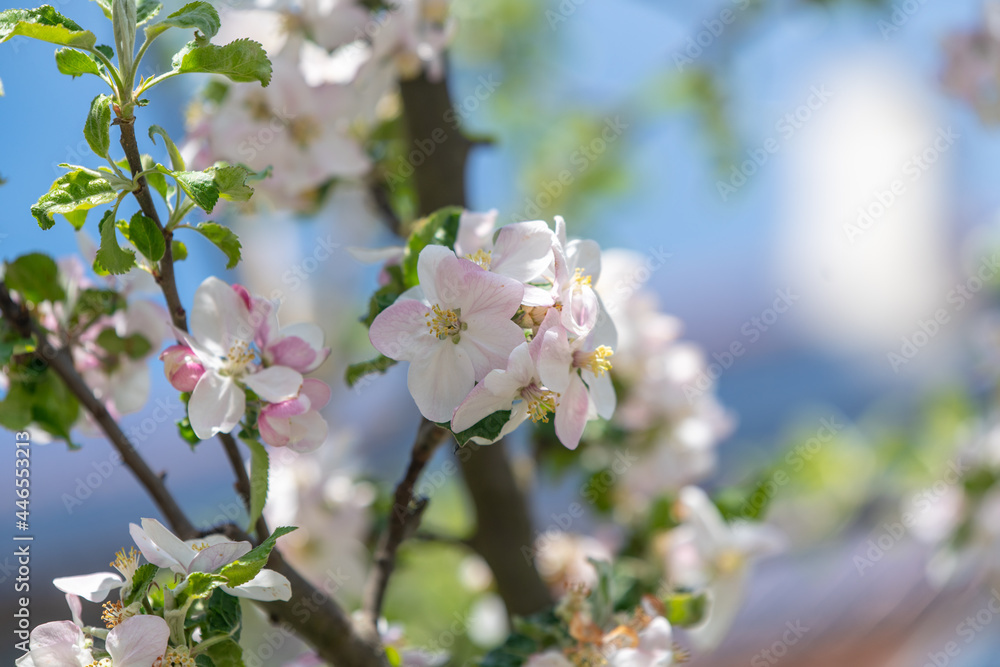 tree blossom tree blossom