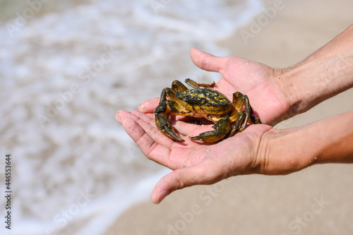 Huge caught crab in male hands against the background of the sea shore and waves