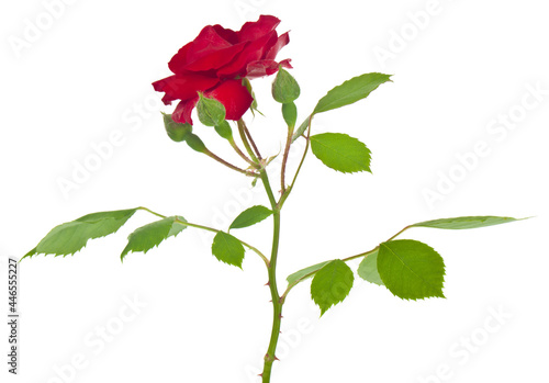 Red rose isolated on white background.