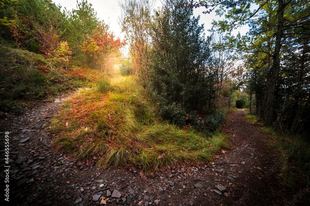 Obraz premium Fotografía del hayedo de Peña Roya en el parque natural del Moncayo, Aragón. Un bosque muy hermoso con hermosos colores naranjas. 