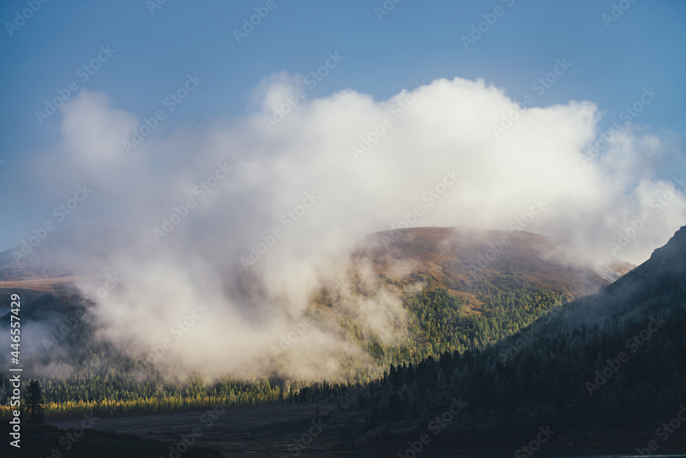 Atmospheric autumn landscape with dark forest in hoarfrost in shadow and sunlit forest on mountain in low clouds. Coniferous tree with frost in low light and golden larches in sunshine under blue sky.