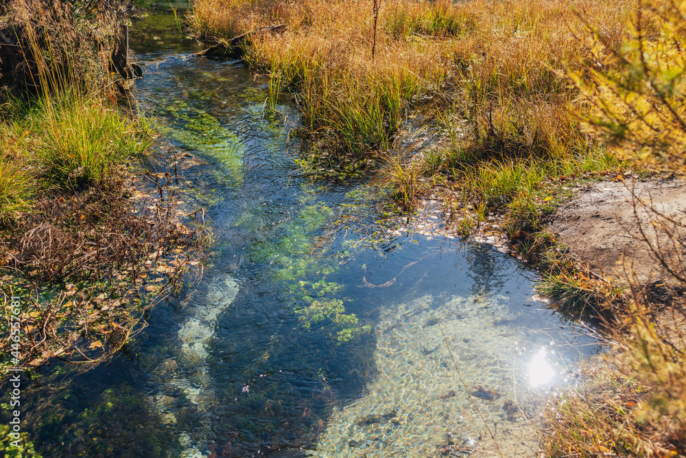 Scenic autumn landscape with clear water of mountain brook with green plants and yellow fallen leaves in grass. Underwater flora on bottom of beautiful mountain creek with transparent water surface.
