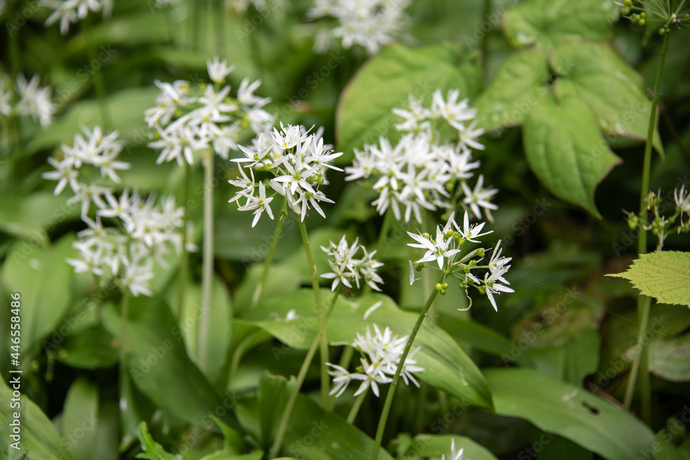 the white flowers of a wild garlic