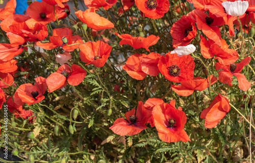 a group of flowering red poppies in sunlight