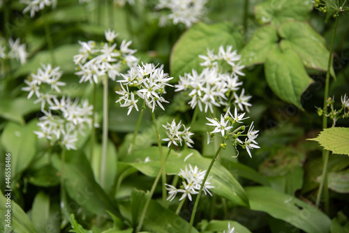 the white flowers of a wild garlic