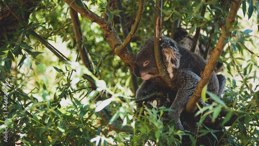 Fototapeta premium Koala im Zoo Zürich