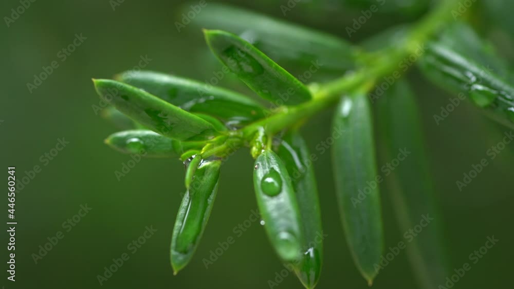 Droplet on the leaf in the rainy day Droplet on the leaf in the rainy day