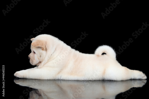 Cute fluffy chow-chow puppy on black background photo