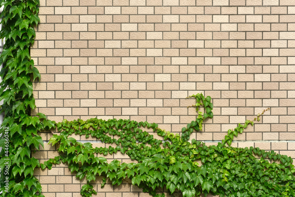 Decorative wall and plants. 装飾的な壁と植物。 Decorative wall and plants. 装飾的な壁と植物。