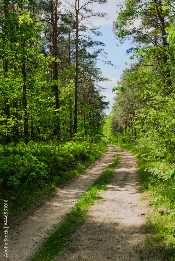 path in the forest