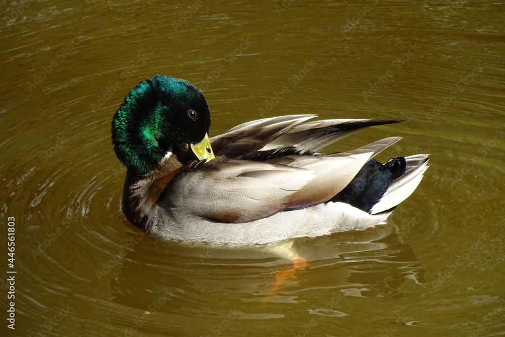 Fototapeta premium One single male wild duck with a bright green head and yellow beak swimming in the pond's brown water. Duck cleans feathers. Ripple around the duck. Sunny summer or spring day.